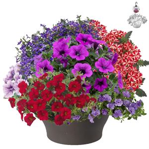 Bild von HP30 XXL Mix 04